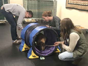 Puppy Confidence Tunnel